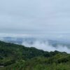 Thunder Wood Fenghuang Dancong