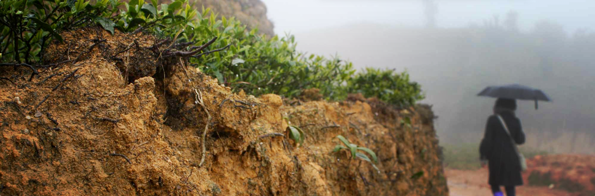 Stämningsbild te – handplockat sortiment
